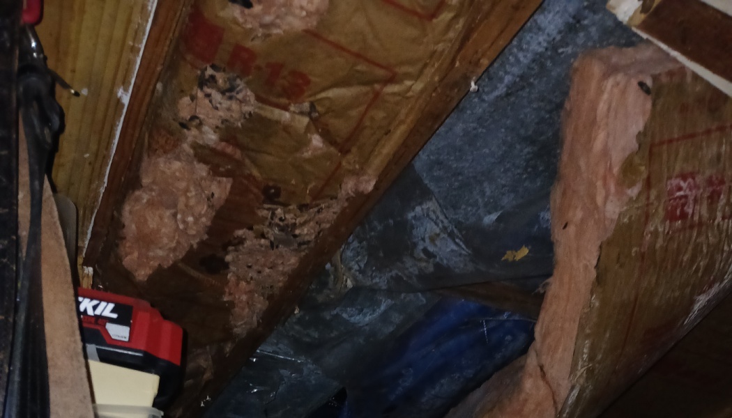 Damaged fiberglass attic insulation with visible tears and pest droppings exposed between wooden rafters.
