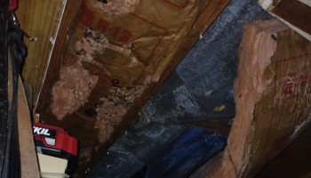 Damaged fiberglass attic insulation with visible tears and pest droppings exposed between wooden rafters.