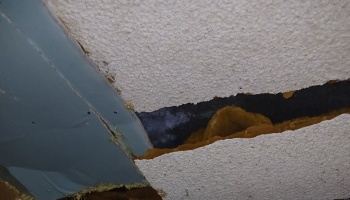 Damaged popcorn ceiling torn open, exposing dark mold and brown insulation underneath.