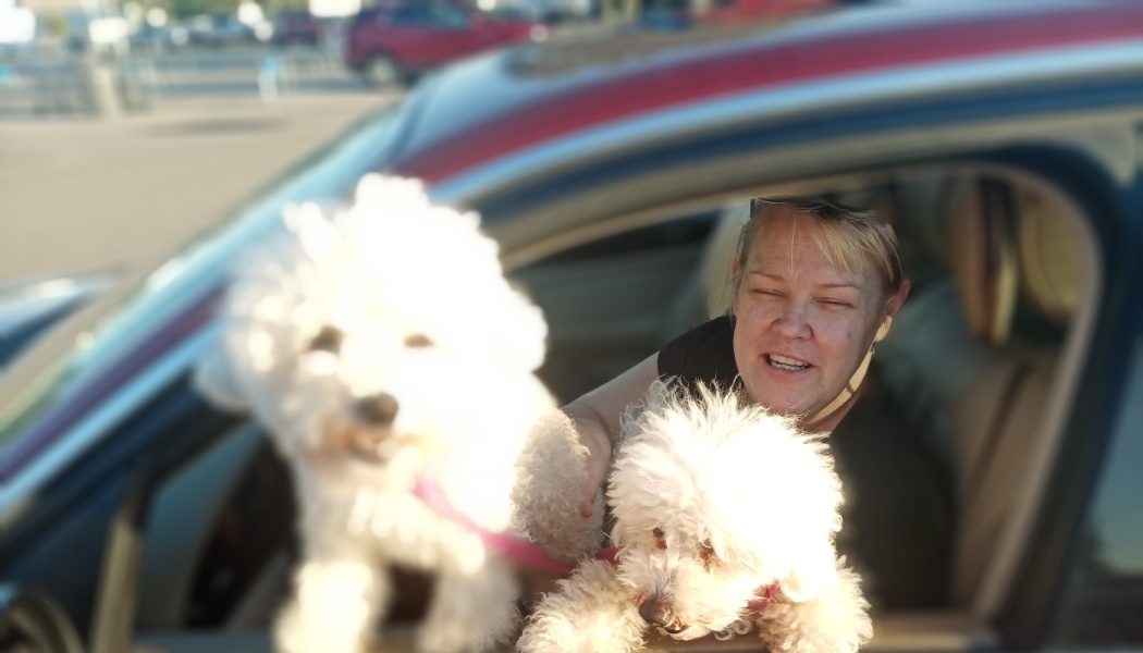 A smiling woman inside a car with two small, fluffy white dogs looking out the open window.
