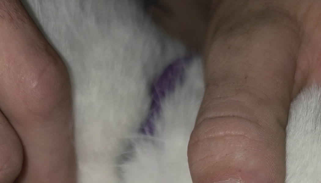 Hands gently parting soft white pet fur to reveal a purple bandage underneath.