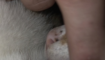 Extreme close-up of a cat's pink freckled nose nestled in soft white fur beside a human hand.