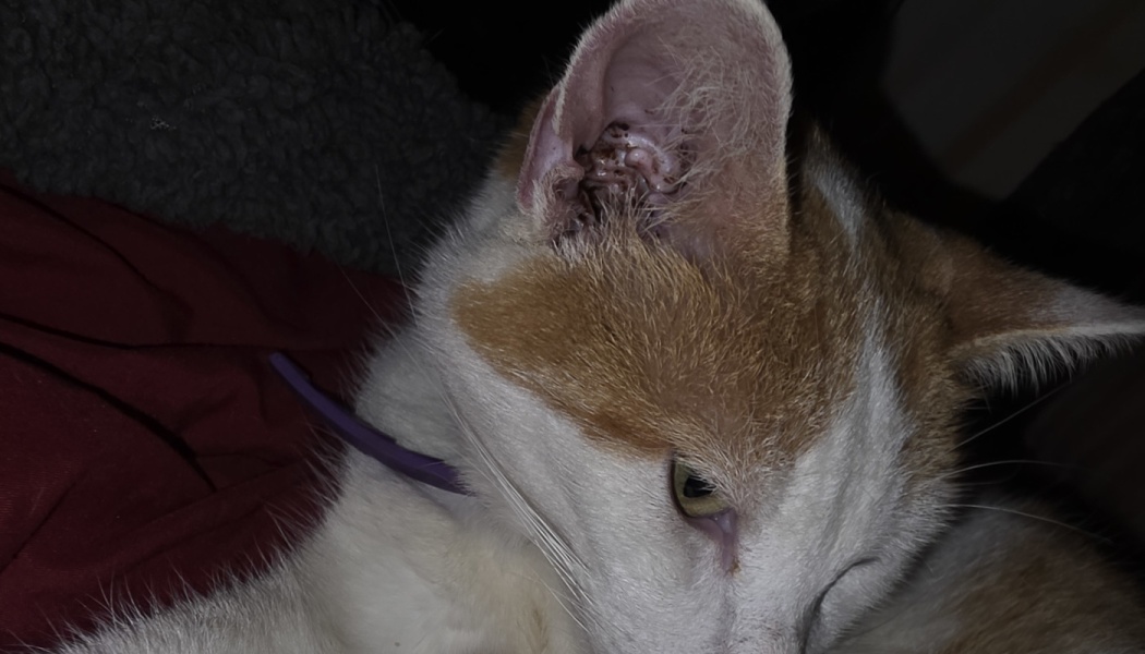 Orange and white cat showing severe dark, crusty discharge inside its ear canal.