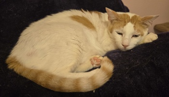 A white and ginger cat rests curled up on a dark blanket, its striped tail wrapped around its body.