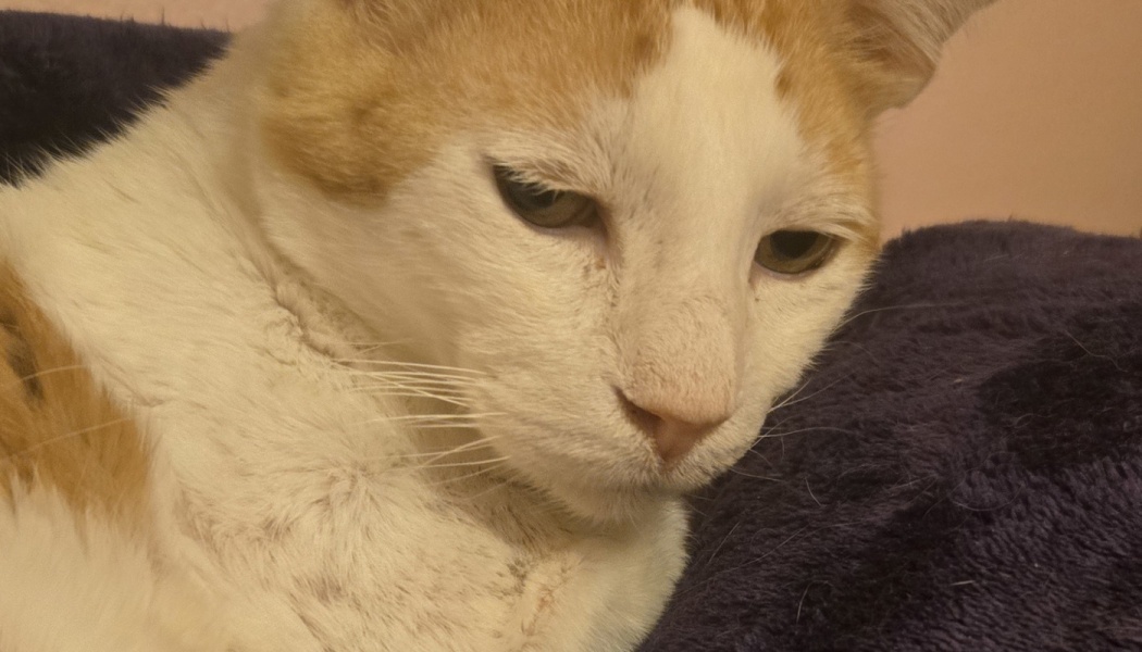 Close-up of a sad orange and white cat looking downward while resting on a plush dark purple blanket.