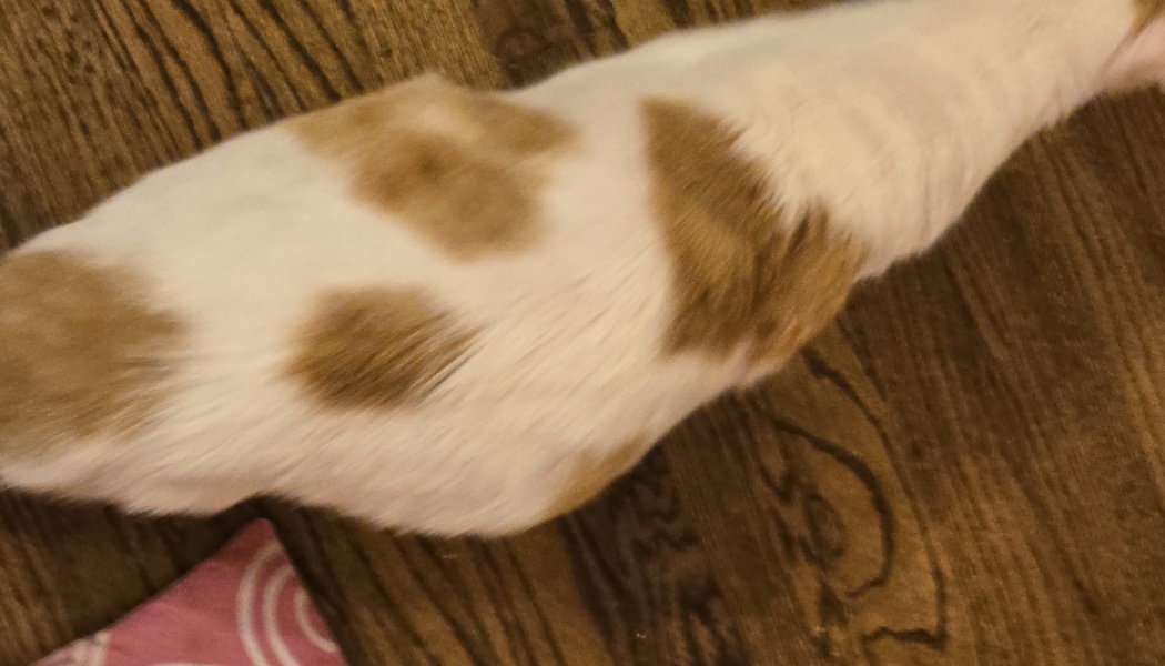White cat with ginger patches lying on a dark wooden floor.