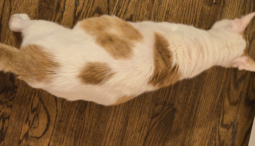 Overhead view of a white and orange cat lying stretched out on a dark wooden floor.