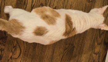 Overhead view of a white and orange cat lying stretched out on a dark wooden floor.