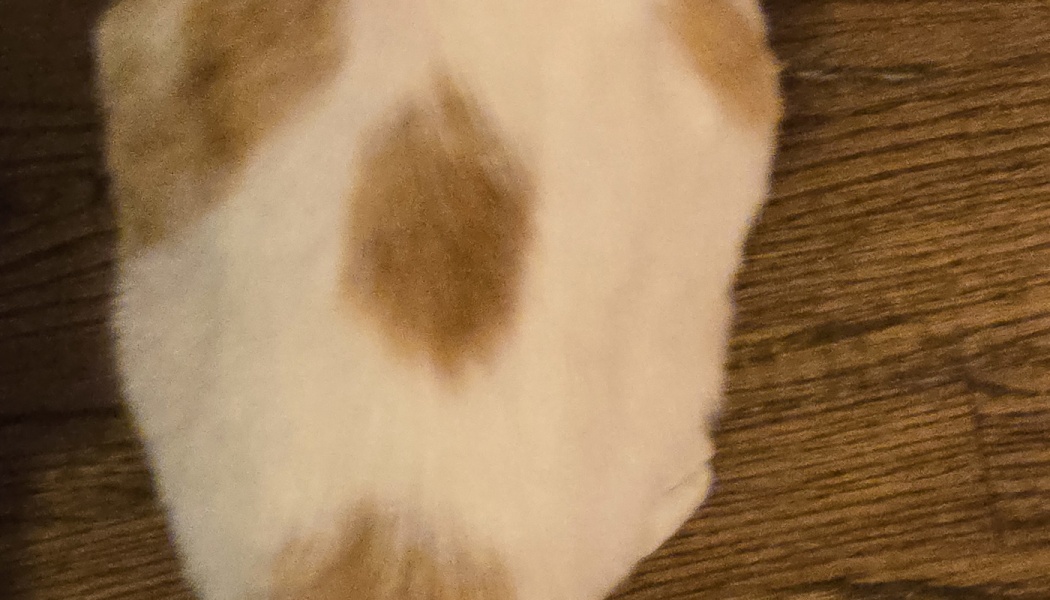 Soft white fur with light orange patches resting on a dark wood floor.