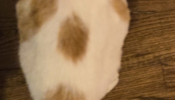 Soft white fur with light orange patches resting on a dark wood floor.