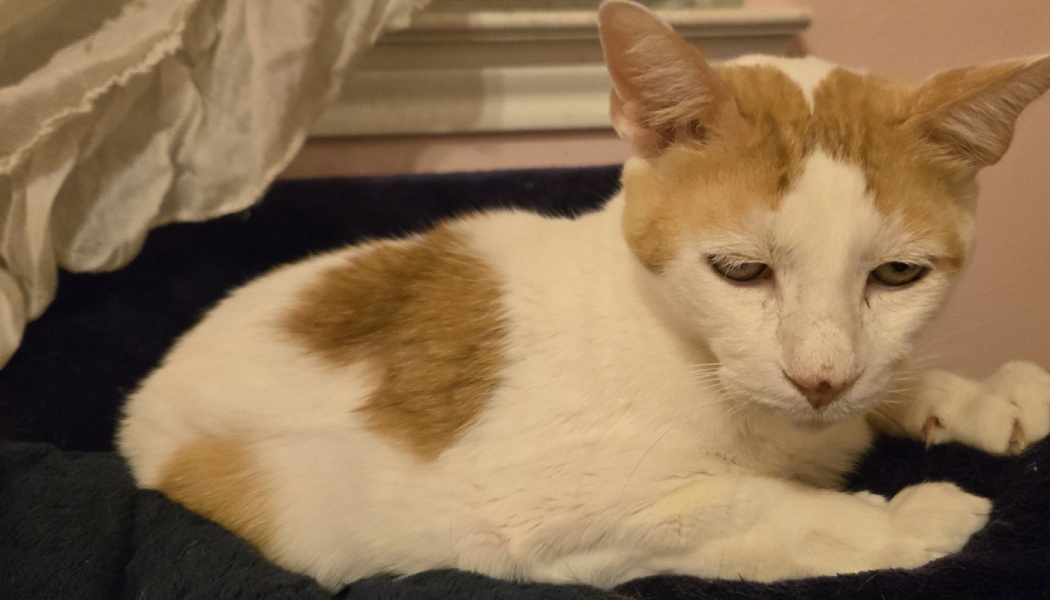 A white and orange cat resting on a dark blanket, looking down with a gentle, tired expression.