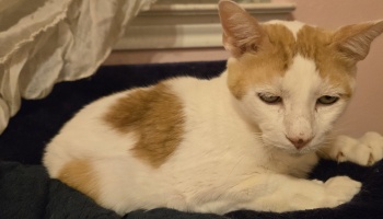 A white and orange cat resting on a dark blanket, looking down with a gentle, tired expression.