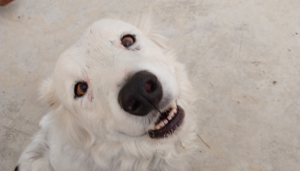 A fluffy white dog looks up at the camera with a gentle smile and expressive brown eyes.