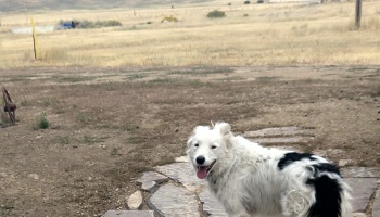 A fluffy white dog with black patches panting happily in a dry rural field.