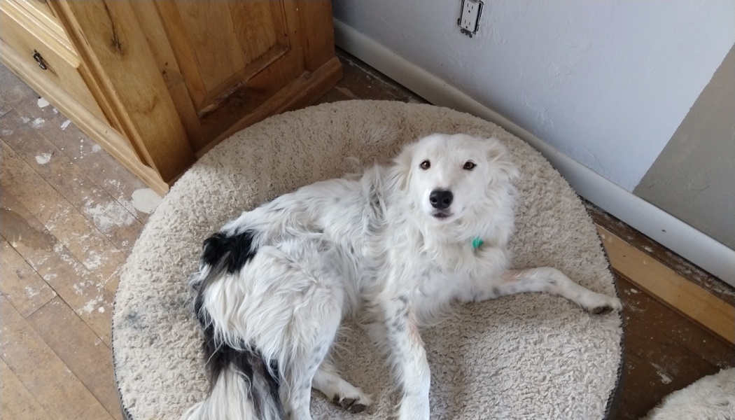 A fluffy white dog with black markings lies on a large plush dog bed, looking up at the camera.