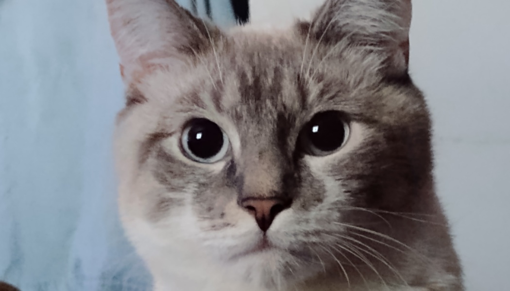Close-up portrait of a light gray cat with large, wide eyes looking directly at the camera.