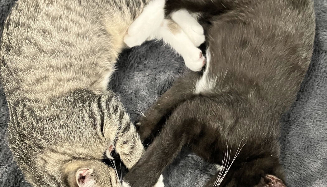 A grey tabby cat and a black cat curled up together, sleeping on a soft grey blanket.