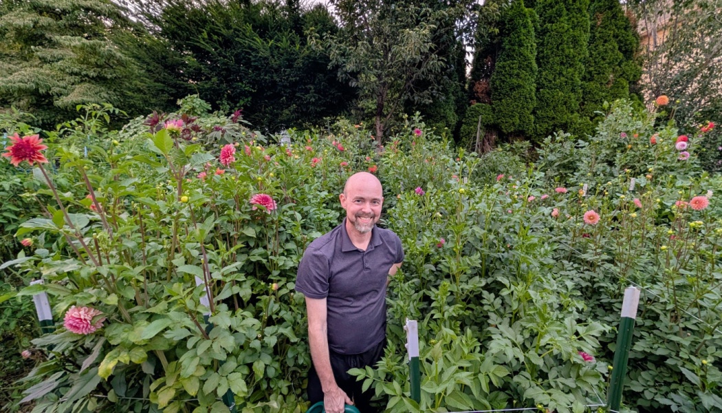 A smiling bald man stands surrounded by tall blooming pink and red dahlia flowers in a lush garden.