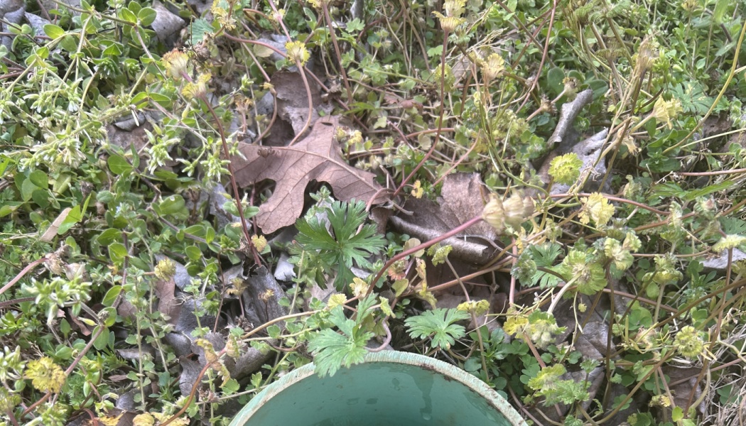 Green weeds, small yellow flowers, and dry oak leaves around a green pipe opening in the ground.