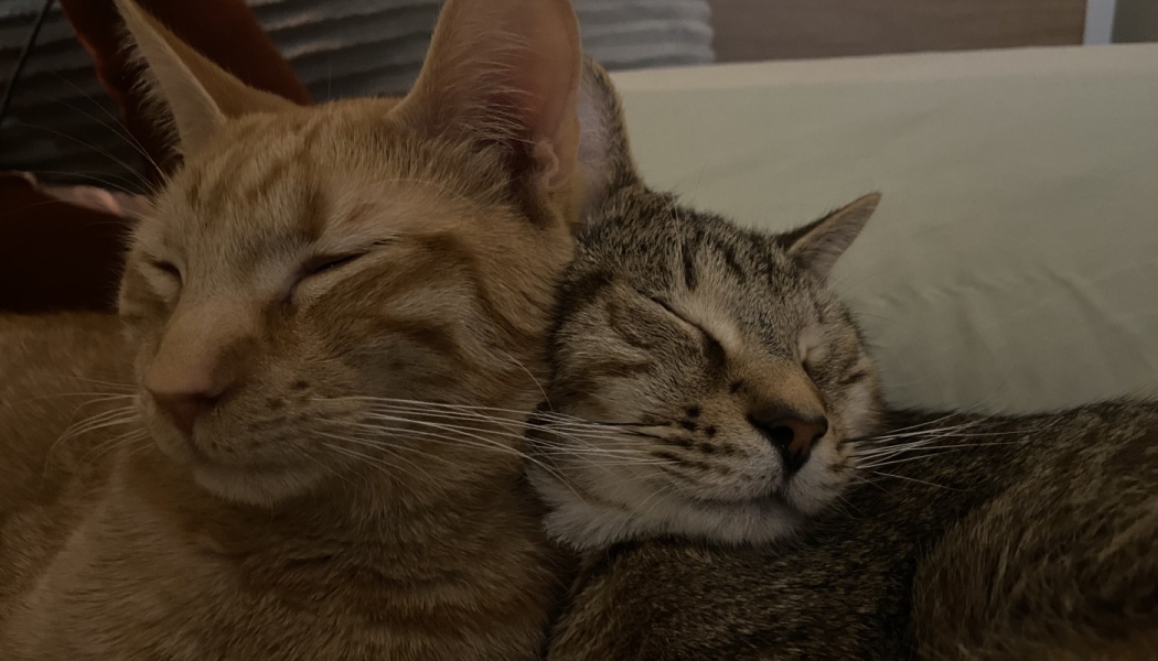 An orange tabby cat and a brown tabby cat sleeping peacefully with their heads snuggled together.