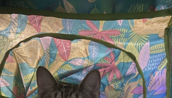 Tabby cat ears peeking out from inside a colorful tropical leaf-patterned play tent.