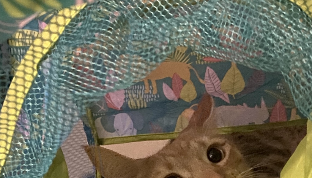 An orange cat with wide eyes peeks out from inside a blue mesh play tunnel.