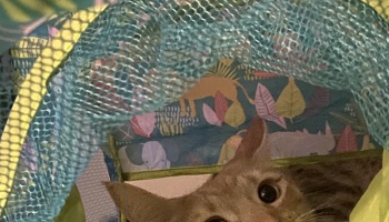 An orange cat with wide eyes peeks out from inside a blue mesh play tunnel.