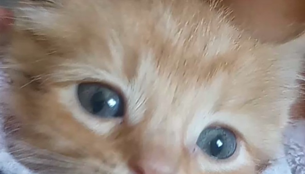 Extreme close-up of a tiny ginger kitten looking at the camera with wide blue eyes.