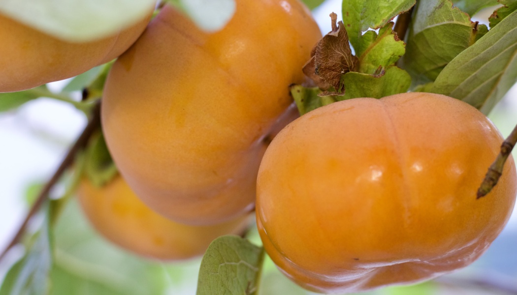 Close-up of ripe, bright orange persimmons growing on a tree branch among green leaves.