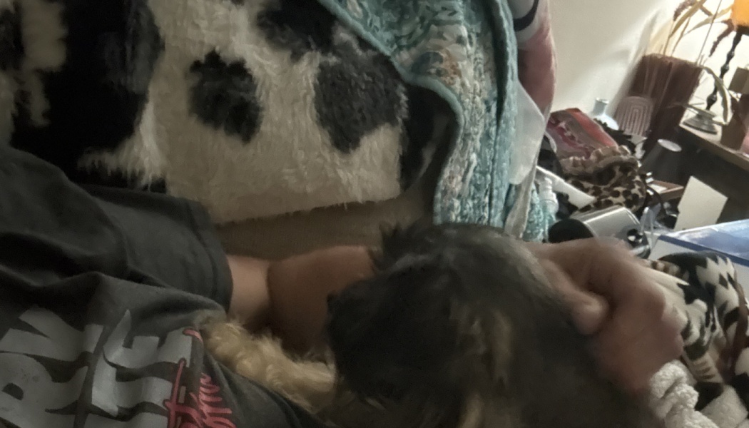 A person gently petting a small, fluffy dog cuddled up beside them under cozy blankets.