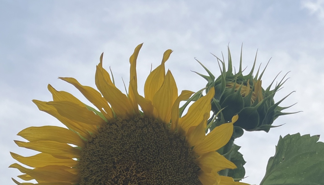 Bright yellow sunflower in full bloom next to an unopened green bud against a cloudy sky.