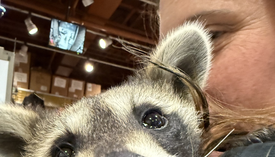 Close-up selfie of a person holding a fuzzy raccoon close to their face.