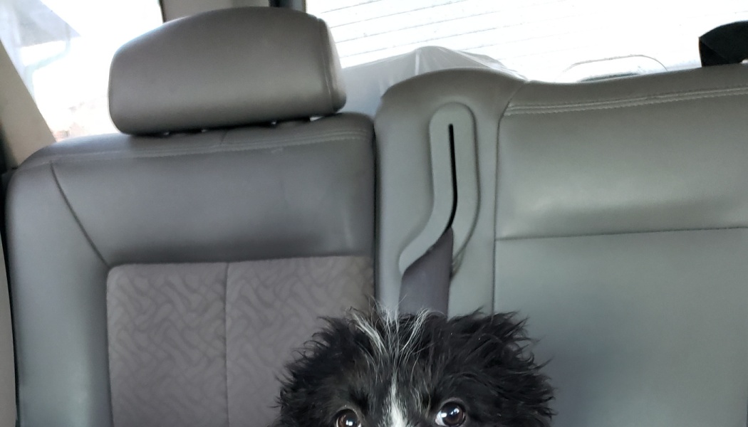 A fluffy black and white puppy peeking over grey car seats with wide, curious eyes.
