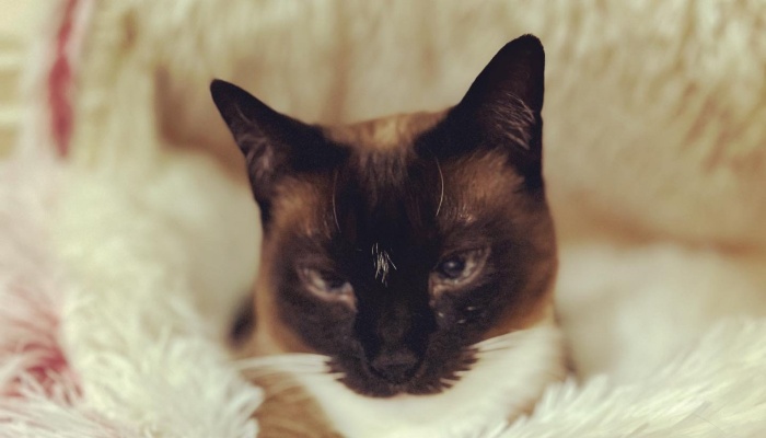 A seal point Siamese cat with squinted eyes resting comfortably inside a plush white pet bed.