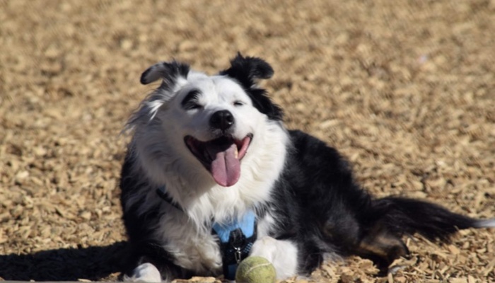 A happy black and white dog lying on wood chips with its tongue out and a tennis ball under its paw.