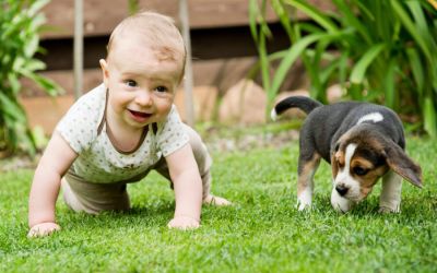 Glyphosate – The Secret Poisoning of America. 