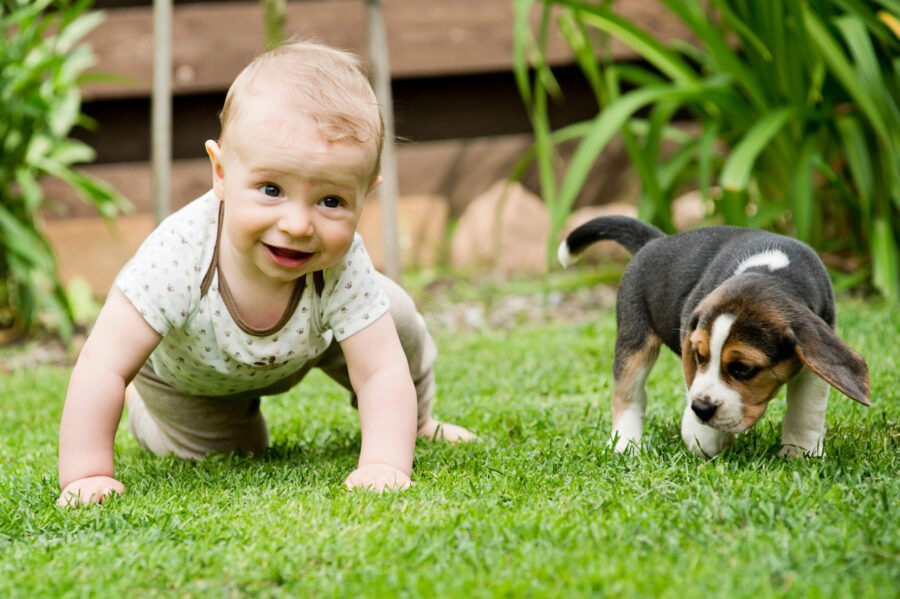 Baby Puppy Grass Scaled