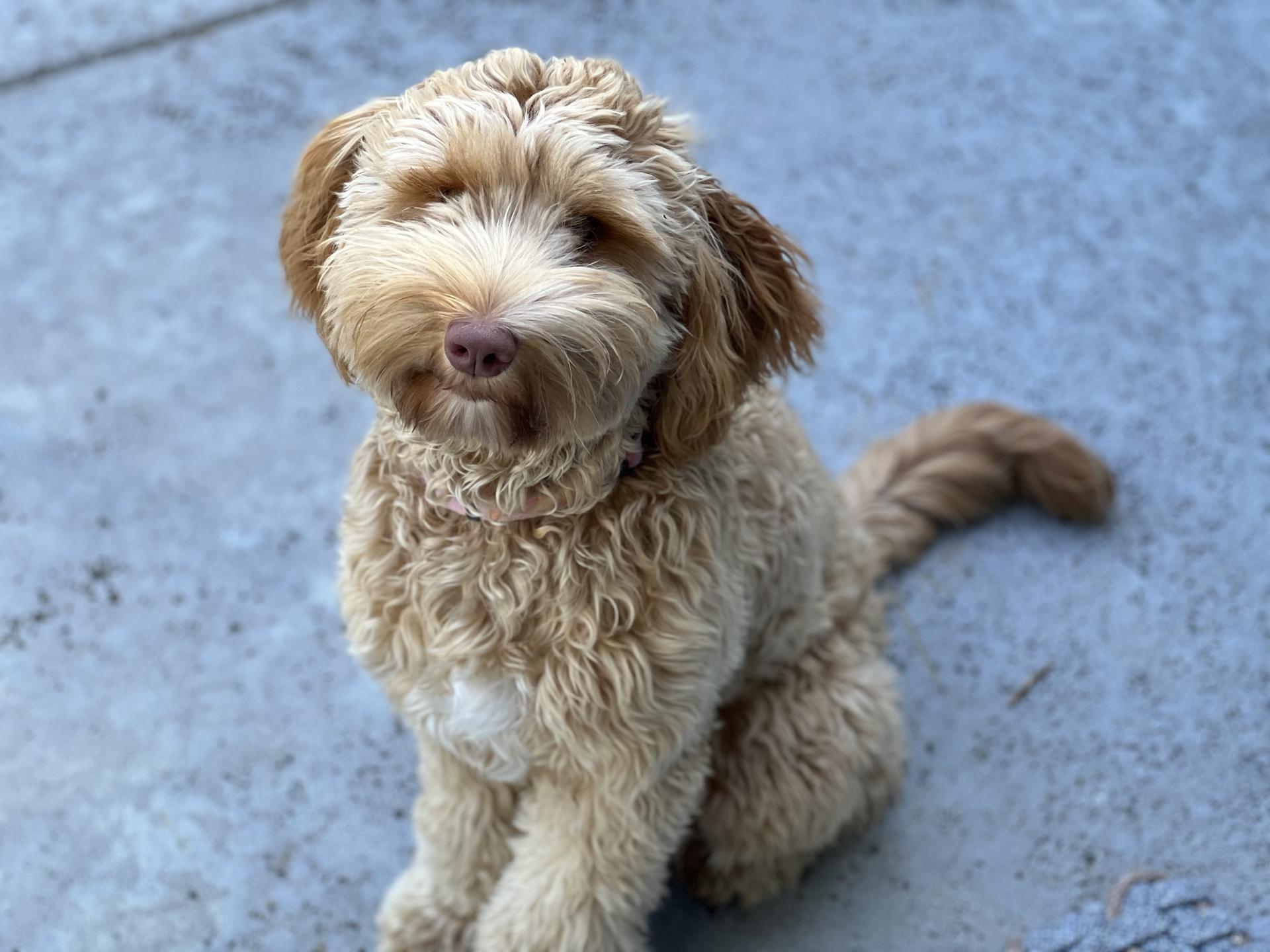 August Alix Mayer puppy August Alix Mayer puppy
