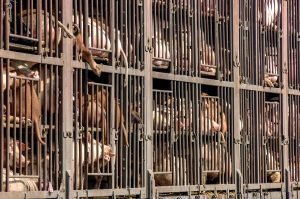 on to the slaughterhouse pigs on truck