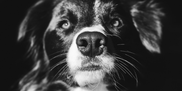 FrontFundr due diligence for issuers