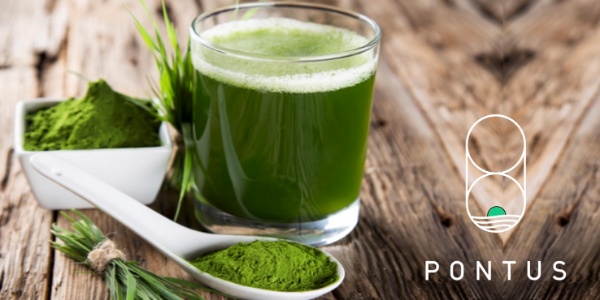 Pontus Plant Protein