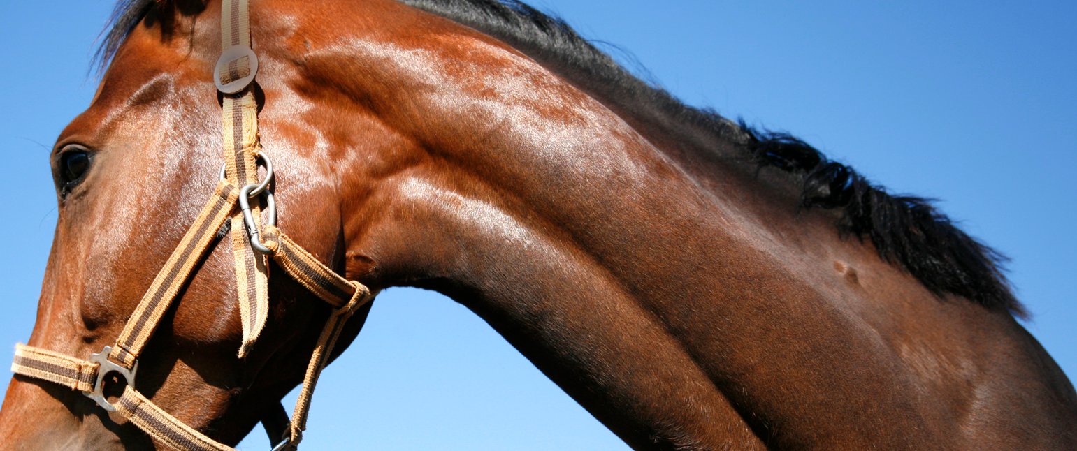 Axon Veterinarian Care Technologies Corp.