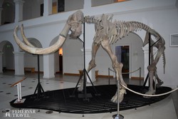 a gyöngyösi Mátra Múzeum híres lakója, a mammut