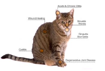 Laser therapy services in Mundelein