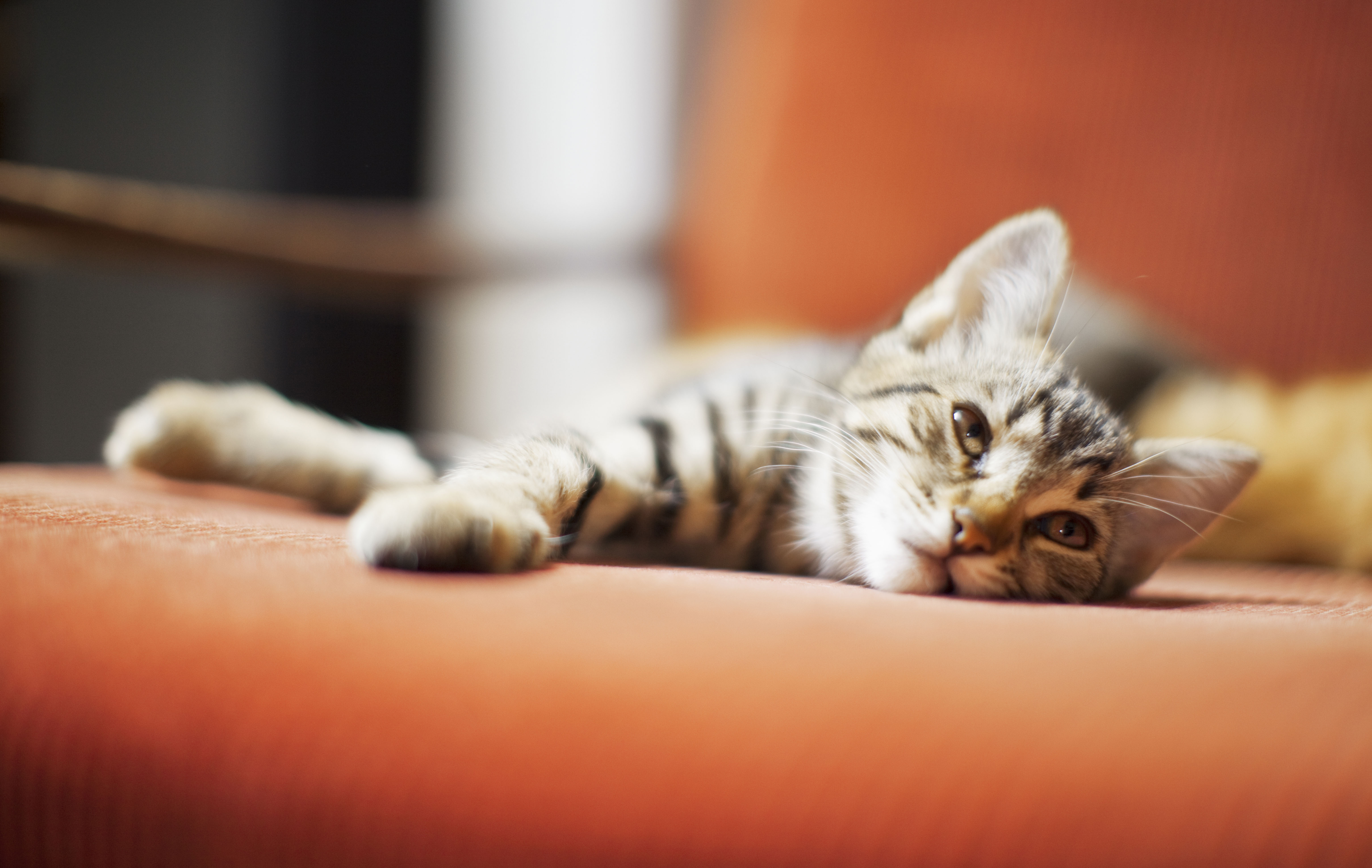 pet friendly apartments in Richton Park IL