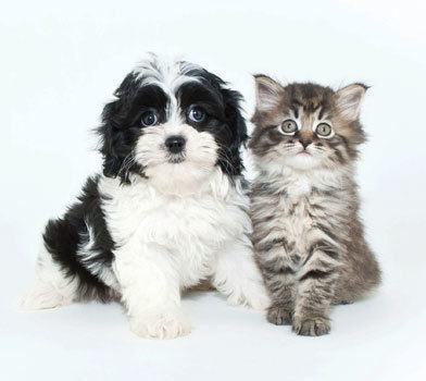 Pet Friendly Apartments for Rent in Lexington SC