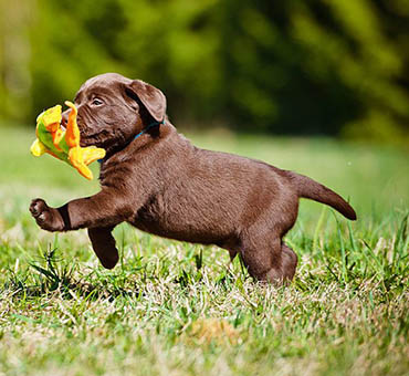 Pet friendly apartments in Naples, Florida