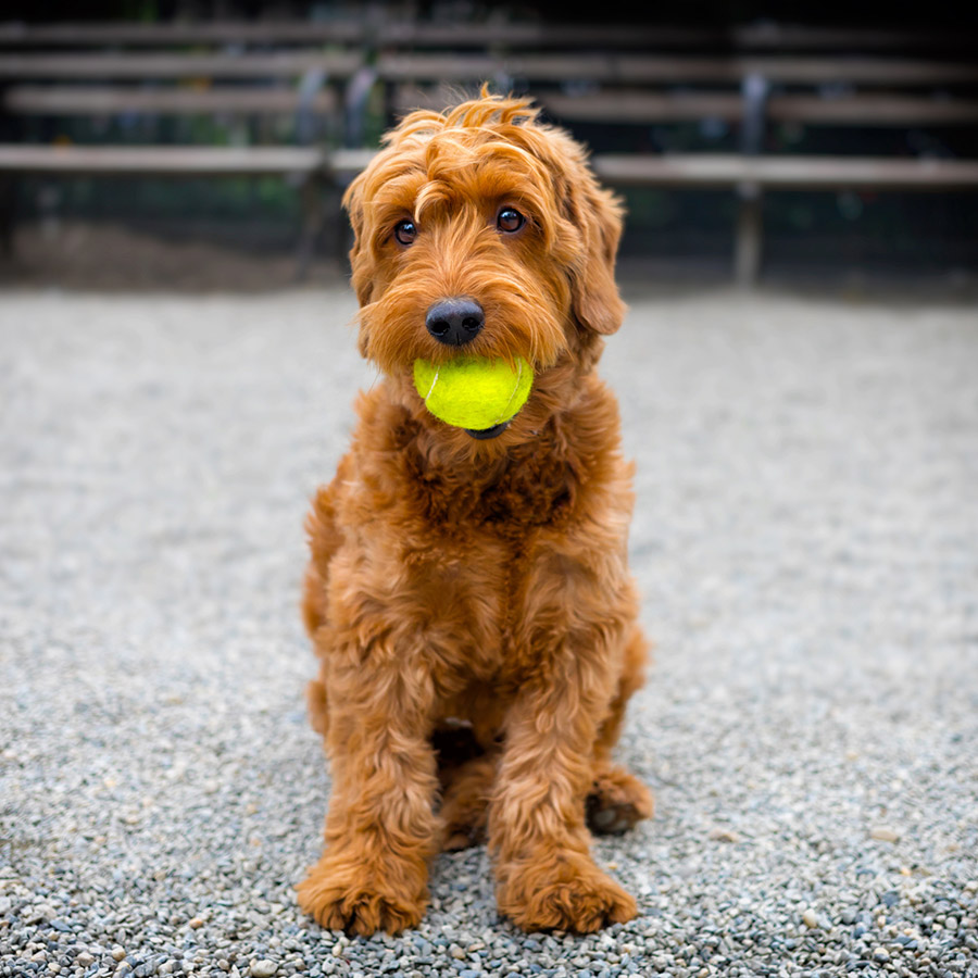 Resident pup with tennis ball at 4000 Hulen Urban Apartment Homes