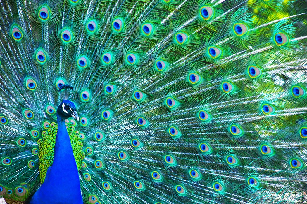 Peacock in the zoo near Lane Parke Apartments in Mountain Brook