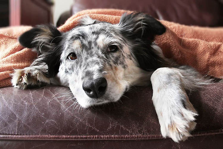 Dog laying on bed at Station 92 at Woodstock in Woodstock